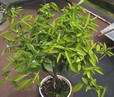Letit� mandarina p�vodem z Kruhu