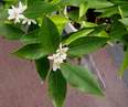 mandarina unshiu v kv�tu