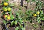 mandarina So�i s lo�sk�mi plody