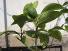 citron�k Zagara Bianca