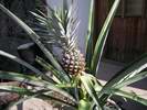 rostouc� plod ananasu