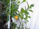posledn� plod na zimuj�c�ch citrusech