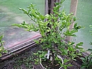 citrumelo swingle