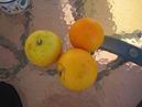 orange Platanias