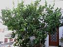 citron�ky u dom�