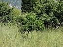 bigar�die kousek od silnice