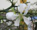 Kv�t ponciru