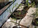Prvn� kv�ty na roubovan� trifoli�t�