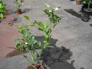 Prvn� kv�ty na ��zkovanci citran�e