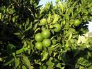 Leto�n� plody pomeran�� koncem �ervence