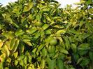stromek �erven�ho grepu