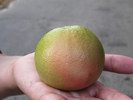 plody grepu se u� vybarvuj�