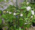 kvetouc� Meyer koncem ledna,jaro se bl��